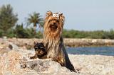 YORKSHIRE TERRIER 265